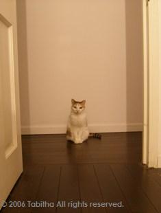 おたのもうします。