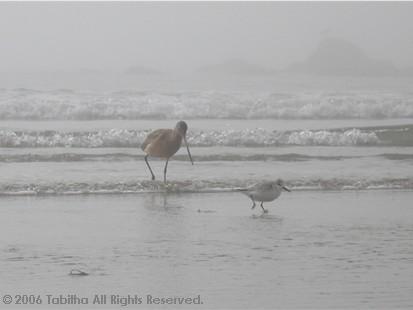 とりさんたち。