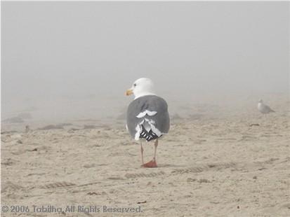おしりふりふり。