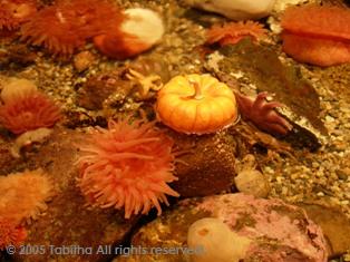 パンプキンいそぎんちゃく