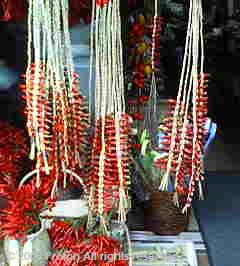 出石　とんがらし