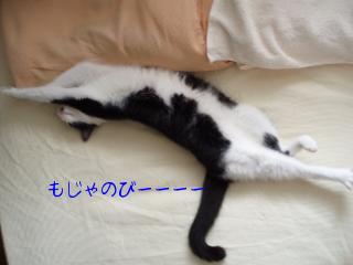 もじゃいこのびー