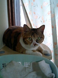 060813モモちゃん