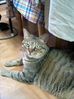 060813チョコちゃん