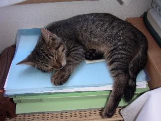 すやすや・・・