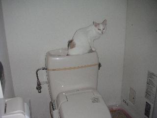 うさぎちゃんのお気に入り