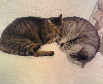 ラブラブコンビ