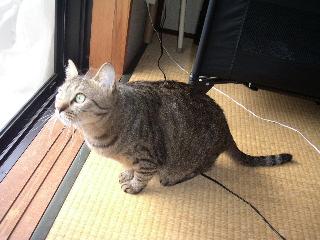 鳥さんを狙うリオンさん