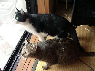 風ちゃんも来ましたよ。