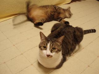 ミルコとリオン2