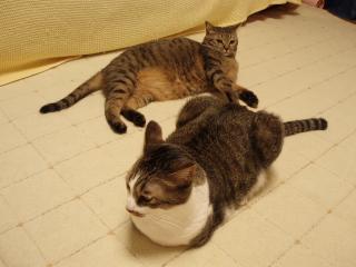 ミルコとリオン3