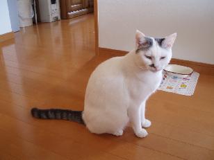 060812ミーちゃん