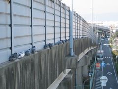 ハトさん達の避難所発見！