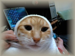 ボク　ムスリム（＝イスラム教徒）だす♪