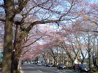 散りかけの桜