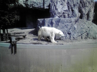 白熊