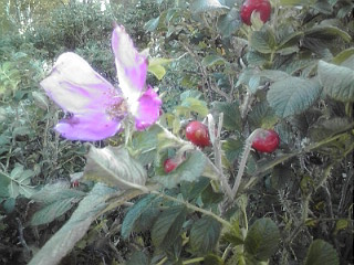 ハマナスの花と実