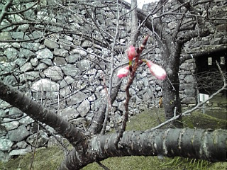 莟桜