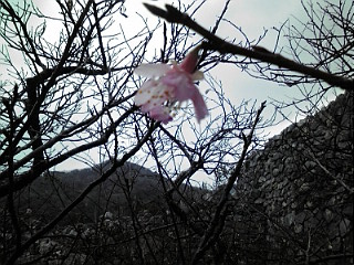 開花桜