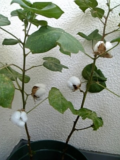 わた 08 09 12 雪の花と鈴なり茶綿 綿を植えよう 楽天ブログ