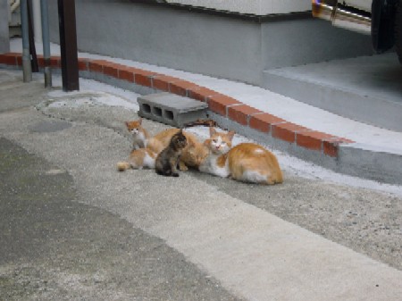 何かご用かニャ？