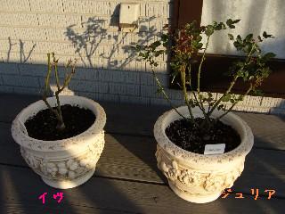 ジュリアとイヴ 2007,02,22No,2.JPG