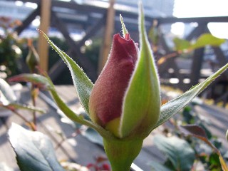 2007,04,11ジュリア