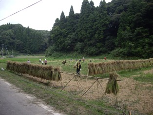 稲刈り１.JPG