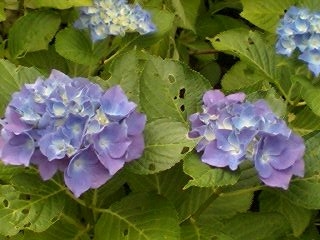じまんの紫陽花