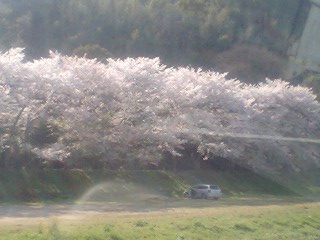 岡山市足守の桜