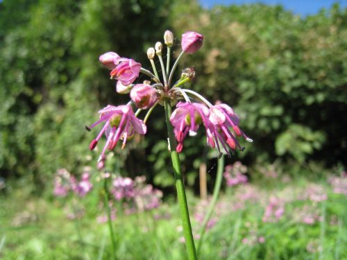 らっきょうの花