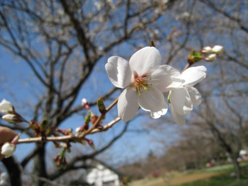 伊東桜のアップ