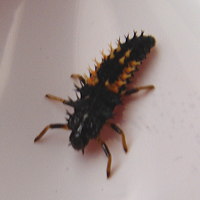 5-19tento2.jpg