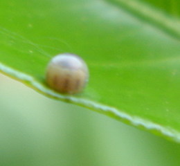 804-28-001.jpg
