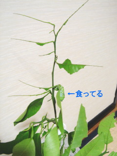 707-24-104.jpg