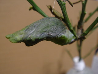 708-20-0530.jpg