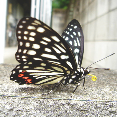 90826-001.jpg