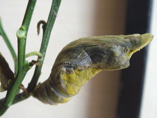 708-20-1300.jpg