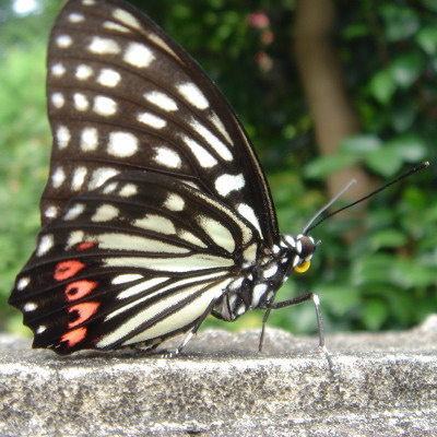 90826-002.jpg