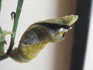 708-20-1319b.jpg