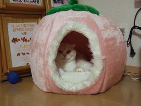 いちごちゃん♪