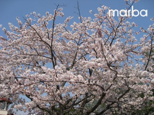 ランドの桜.jpg