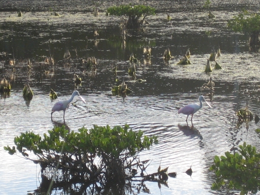 Merritt Island Wildlife Preserve 08-01 Birds.jpg