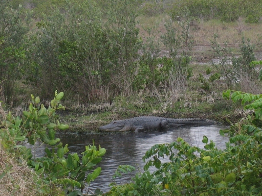 Merritt Island Wildlife Preserve 08-01 Alligator.jpg