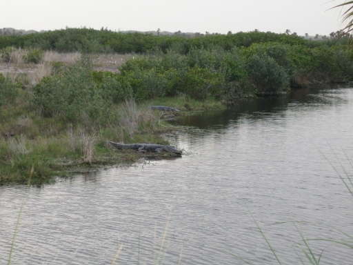 Merritt Island Wildlife Preserve 08-01 Alligators.jpg