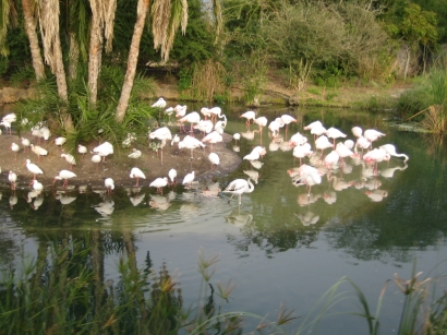 Disney Animal Kingdom 08-01 Flamings.jpg