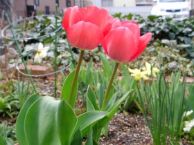 sany0001チューリップと水仙.jpg