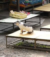 ねこ