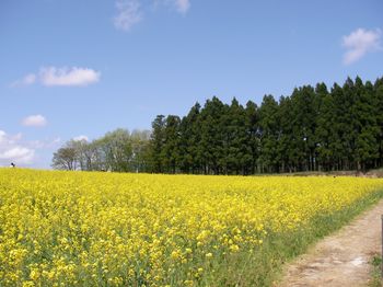 菜の花畑。