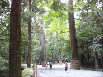 内宮の巨樹